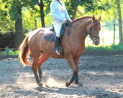 dressage horse Estonia (Hanoverian, 2011, from Estobar NRW)