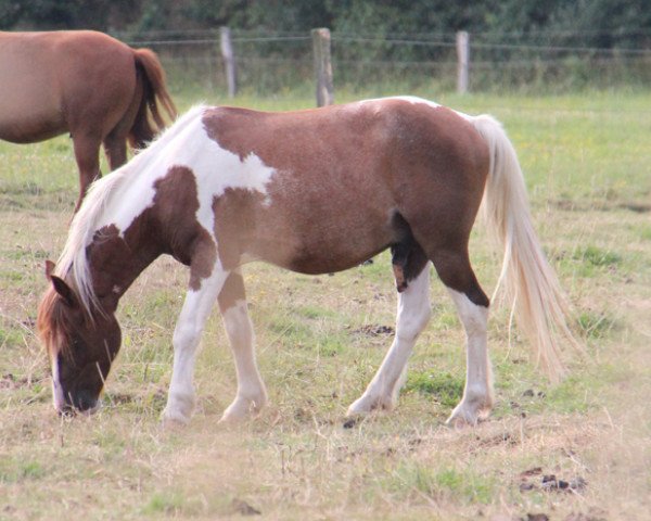 horse Gödecke-Michel (Lewitzer, 2004, from Goldjunge)