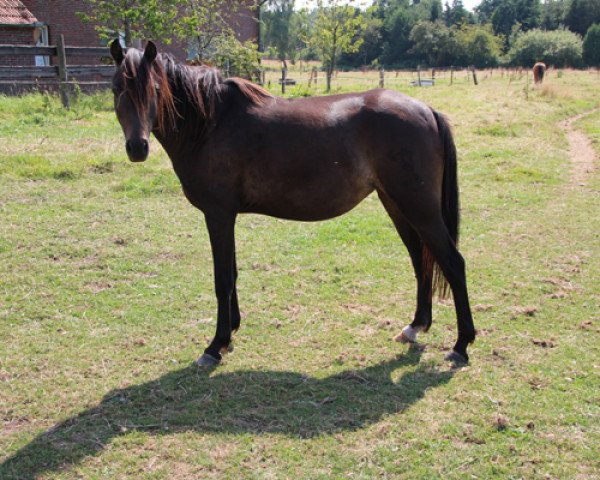 Zuchtstute Aurelias Cara (Deutsches Reitpony, 2010, von Henry)