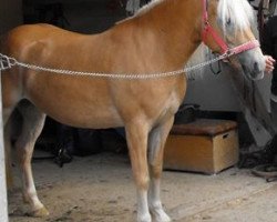 broodmare Sunny (Haflinger, 2009, from Nostradamus)