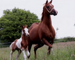 Zuchtstute Doyla ox (Vollblutaraber, 1993, von Brahim Banoe ox)