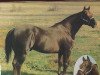 stallion Par Three (Quarter Horse, 1962, from Three Bars xx)