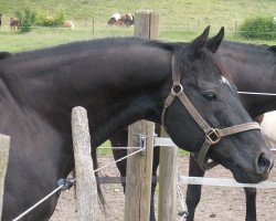 Deckhengst Checkmate Black Par (Quarter Horse, 1989, von Par Three)