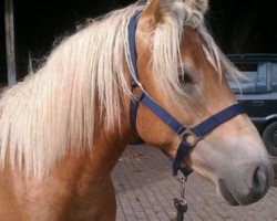 dressage horse Madagasca (Haflinger, 2013, from Maibube)