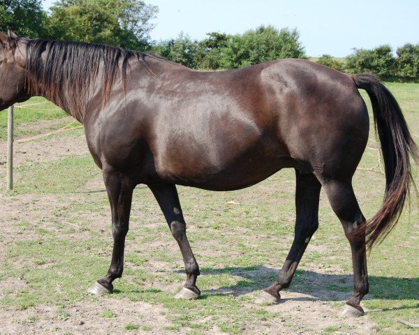 Zuchtstute Mr Bricks Sunshine (Quarter Horse, 1997, von Mr Betsy Brick)