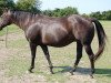 broodmare Mr Bricks Sunshine (Quarter Horse, 1997, from Mr Betsy Brick)