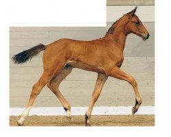 broodmare Valentino's Diamond T (Hanoverian, 2014, from Valentino)