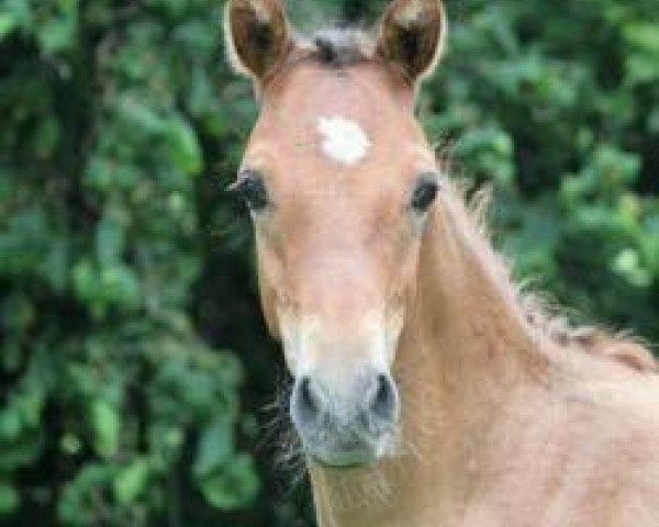 stallion General Lee (German Riding Pony, 2014, from Golden State 2)