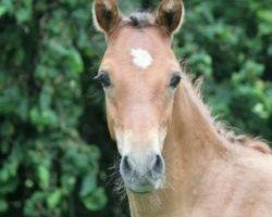 Pferd General Lee (Deutsches Reitpony, 2014, von Golden State 2)