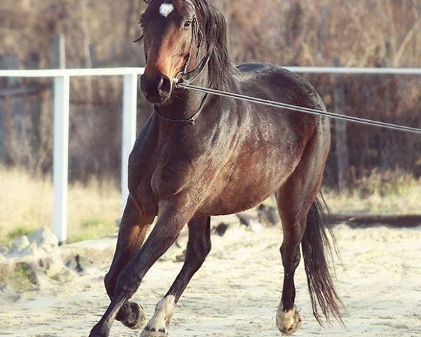 broodmare Cony Crussador (Hungarian Warmblood, 2009, from Con Crusador 2)