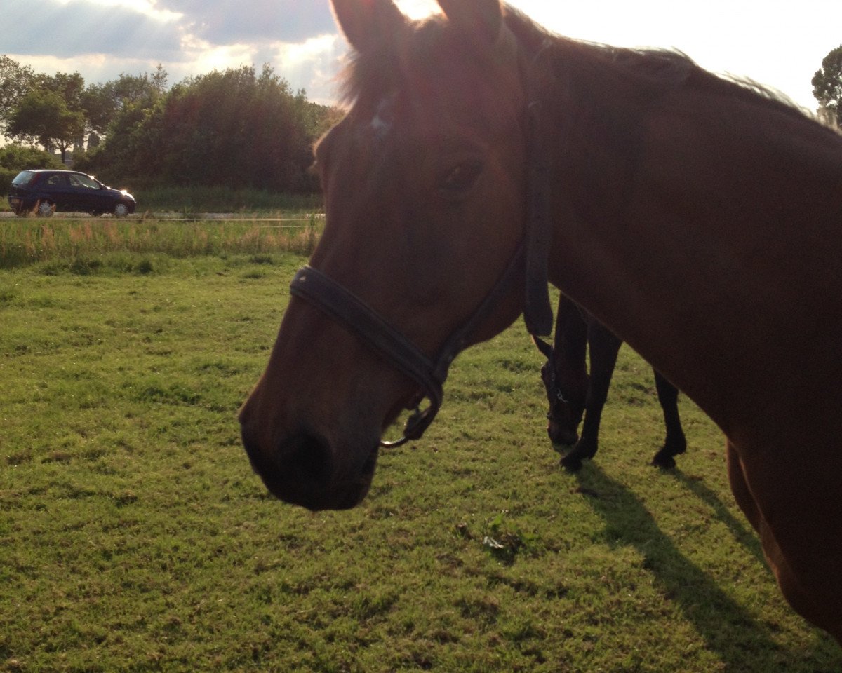 broodmare R-Quadriga (Holsteiner, 2001, from Quinar)