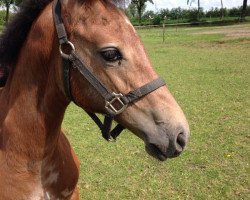 horse Crans-Montana Z (Zangersheide Reitpferd, 2014, from Cavalo Z)