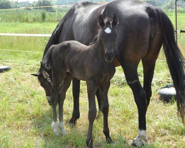 horse Ferrero- R(oche) Crusador (Hanoverian, 2013, from Falkland)