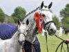 broodmare Winchin (KWPN (Royal Dutch Sporthorse), 2003, from Calido I)