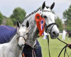 broodmare Winchin (KWPN (Royal Dutch Sporthorse), 2003, from Calido I)