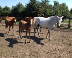 broodmare Tiffany XIII (Holsteiner, 2003, from Lancer II)