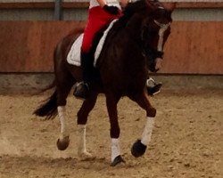 dressage horse Donnerhall's Dante W (German Riding Pony, 2009, from Der Kleine Donnerhall W)