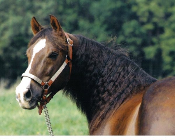 Deckhengst Mr Betsy Brick (Quarter Horse, 1991, von Stony Brick)