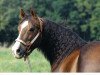 Deckhengst Mr Betsy Brick (Quarter Horse, 1991, von Stony Brick)