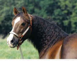 stallion Mr Betsy Brick (Quarter Horse, 1991, from Stony Brick)