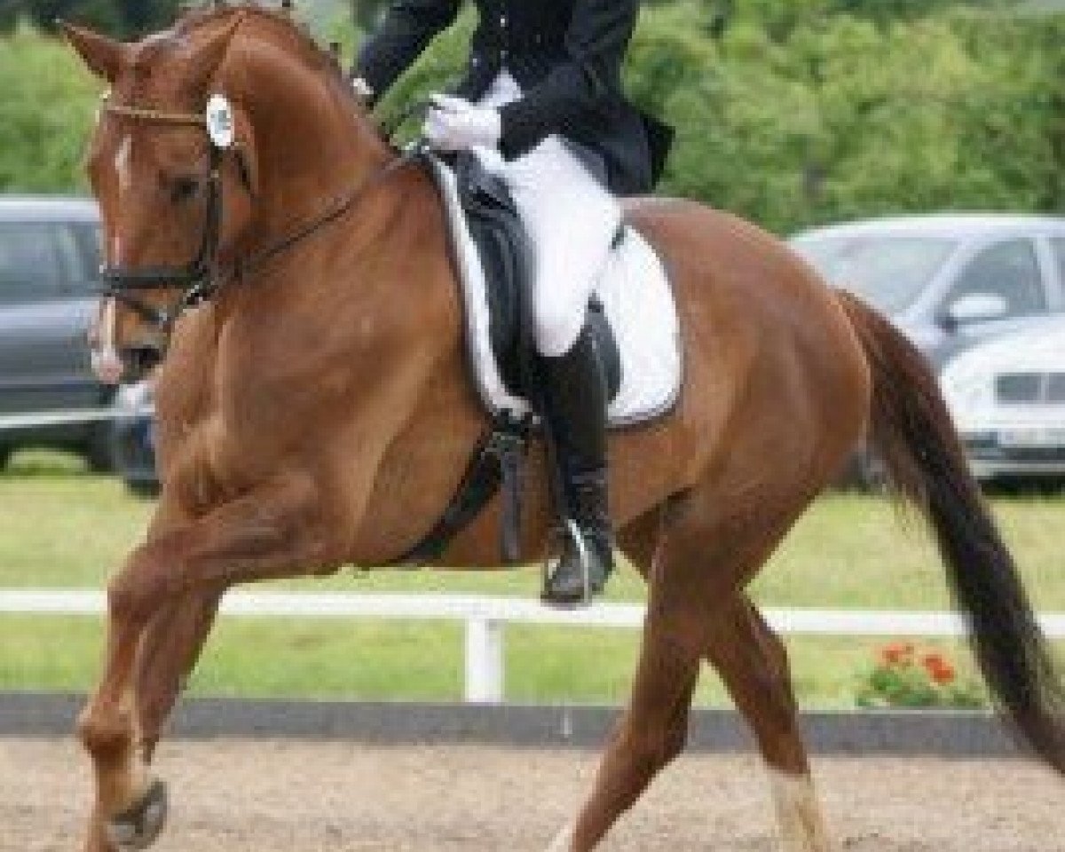 broodmare Diese Lotte (Hanoverian, 2003, from Don Vino)