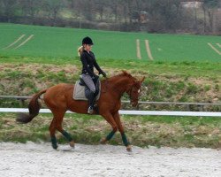 dressage horse Mr. Dream (Hanoverian, 2001, from Markus Deak xx)