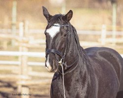 broodmare Donna (Hanoverian, 2005, from Del Piero)