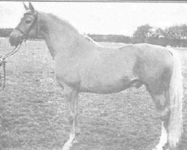 stallion Sylfou xx (Thoroughbred, 1959, from Djefou xx)