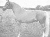 stallion Sylfou xx (Thoroughbred, 1959, from Djefou xx)