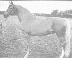 stallion Sylfou xx (Thoroughbred, 1959, from Djefou xx)