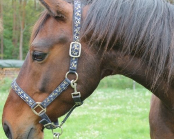 Pferd Sunrise (Trakehner, 2007)