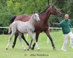 stallion Cintero SL (Czech Warmblood, 2014, from Curier Carilex)