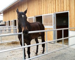 Pferd Last Boyscout (Hannoveraner, 2000, von Laptop)