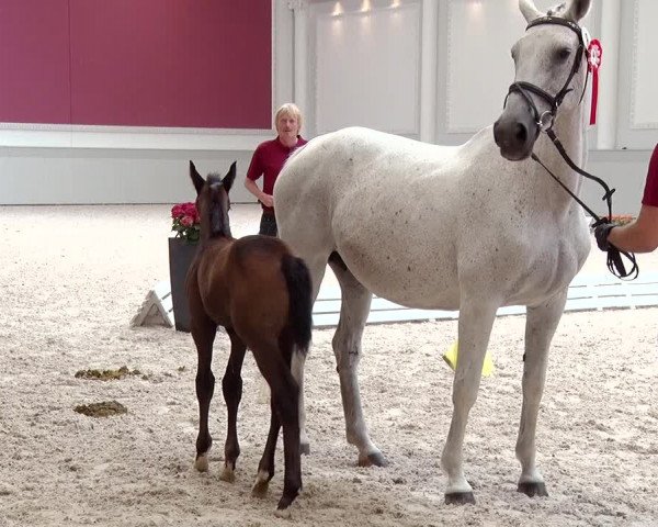 Stuten- und Fohlenschau Bonhomme 2019