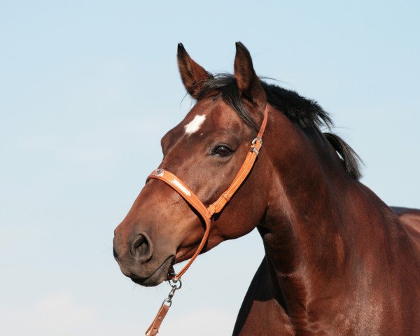 dressage horse Aluna 8 (Hanoverian, 2001, from Aalborg)