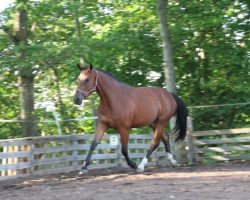 Pferd Sturmwind (Hannoveraner, 2012, von Frenchman I)