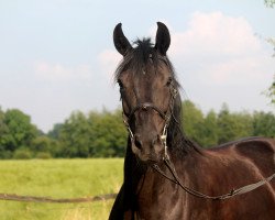 dressage horse Delia (Westphalian, 2006, from Damon Hill)