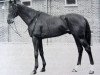 stallion Happy Monarch xx (Thoroughbred, 1943, from Limelight xx)