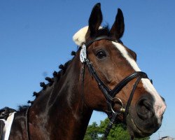 dressage horse Saskia 210 (Hanoverian, 1995, from Sao Paulo)