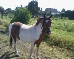 broodmare Emma (Lewitzer, 2003, from Ontario I)