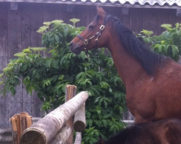 broodmare Cover Girl xx (Thoroughbred, 2004, from Reson Laffitte xx)