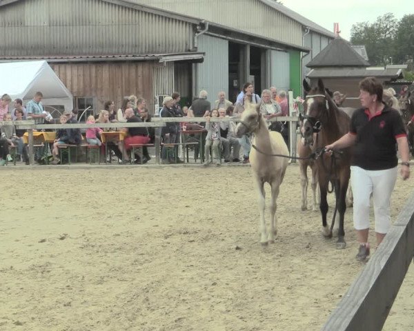 LVM-Sichtung Fohlenchampionat und Stutenschau in Drolshagen 2019