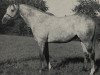 stallion Young Emperor xx (Thoroughbred, 1963, from Grey Sovereign xx)
