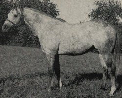 stallion Young Emperor xx (Thoroughbred, 1963, from Grey Sovereign xx)