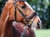 dressage horse Obora's Giordano RK (Austrian Warmblood, 2005, from Griseldi)