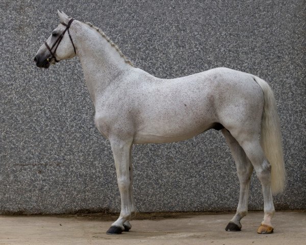 horse Camposonto (Holsteiner, 2000, from Corrado I)