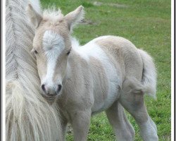 Zuchtstute Greylight Sweet Clementine (Shetland Pony (unter 87 cm), 2011, von Goldflake van Dyck)