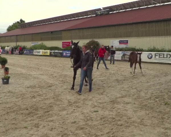 Stuten- und Fohlenschau Kirchhellen - Feldhausen 2019