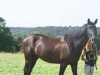 jumper Scyrenbeke (Trakehner, 2003, from Sapros)