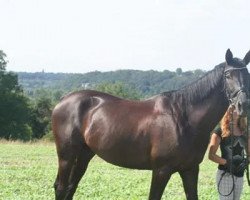 Springpferd Scyrenbeke (Trakehner, 2003, von Sapros)